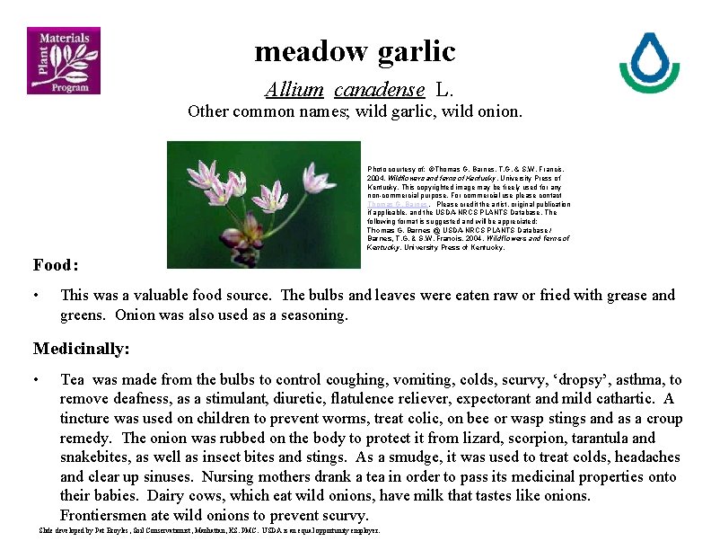 meadow garlic Allium canadense L. Other common names; wild garlic, wild onion. Photo courtesy