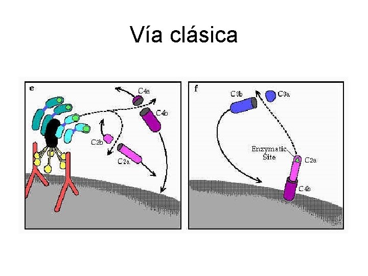 Vía clásica 