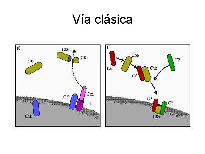 Vía clásica 