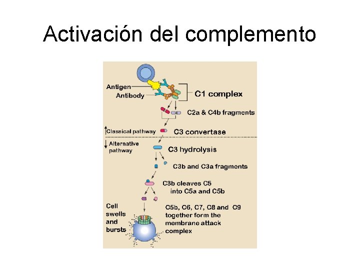 Activación del complemento 