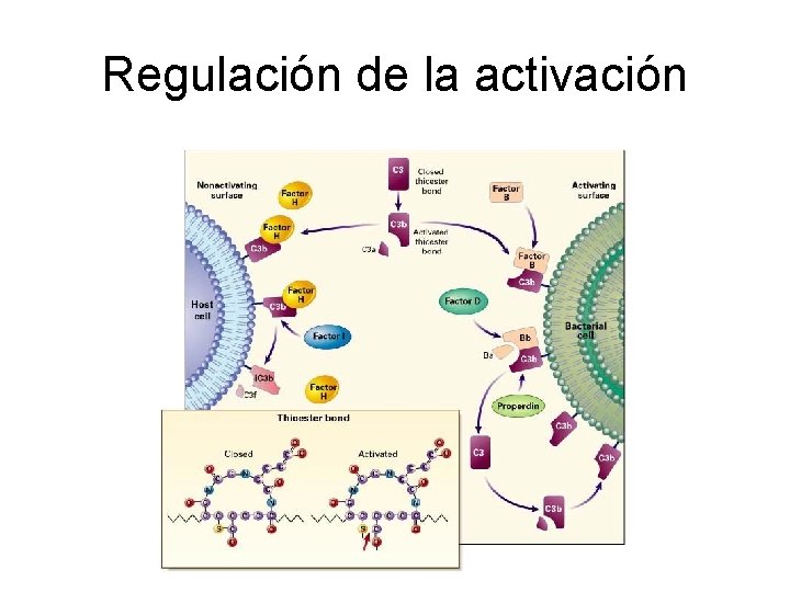 Regulación de la activación 