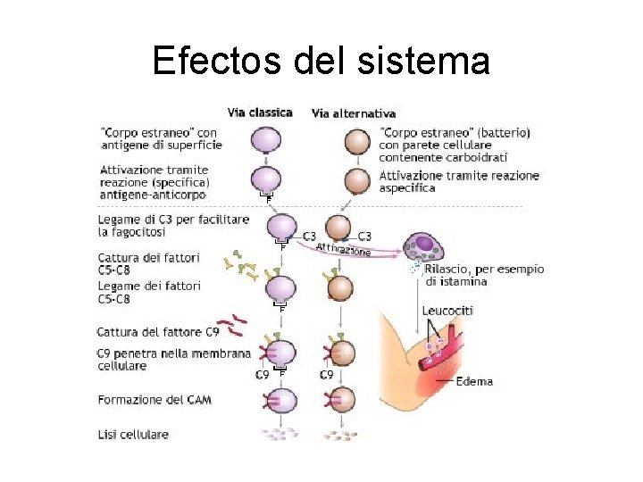 Efectos del sistema 