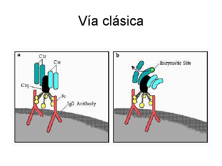 Vía clásica 