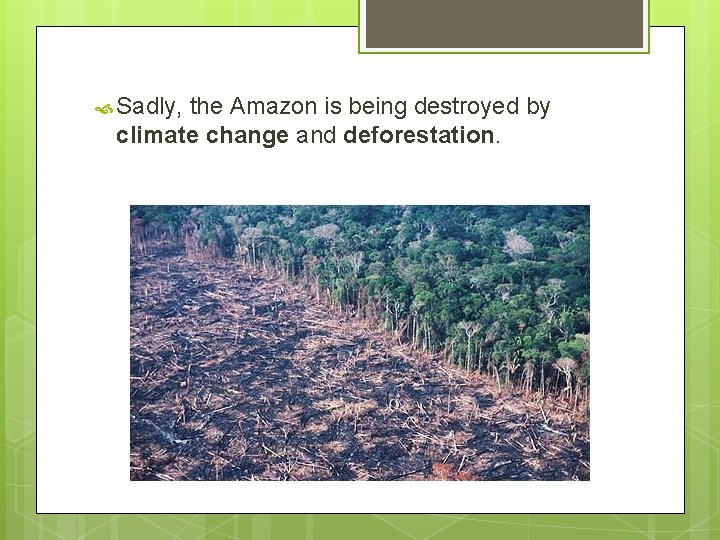  Sadly, the Amazon is being destroyed by climate change and deforestation. 