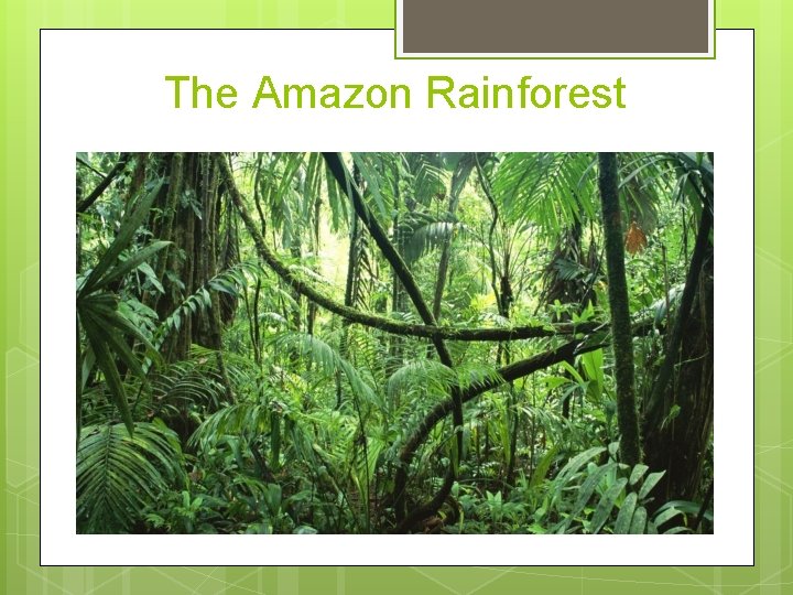 The Amazon Rainforest 