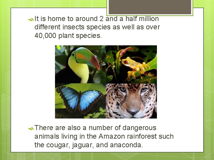  It is home to around 2 and a half million different insects species