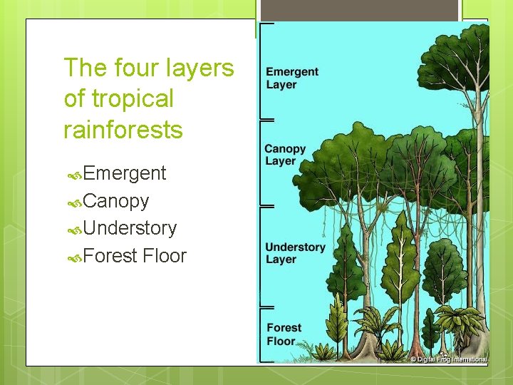 The four layers of tropical rainforests Emergent Canopy Understory Forest Floor 