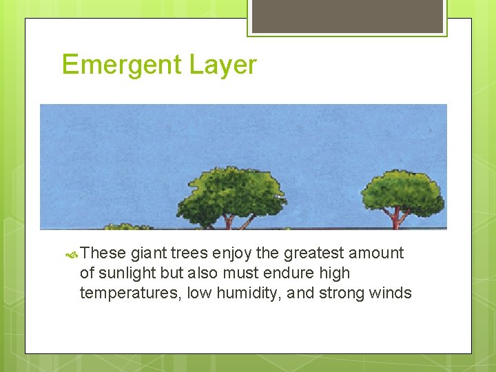 Emergent Layer These giant trees enjoy the greatest amount of sunlight but also must