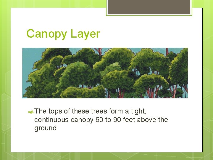Canopy Layer The tops of these trees form a tight, continuous canopy 60 to