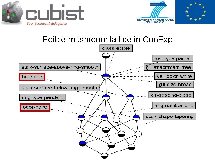 Edible mushroom lattice in Con. Exp 