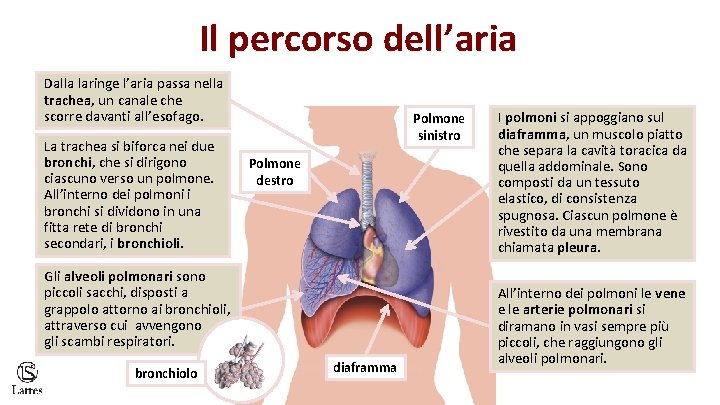 Il percorso dell’aria Dalla laringe l’aria passa nella trachea, un canale che scorre davanti