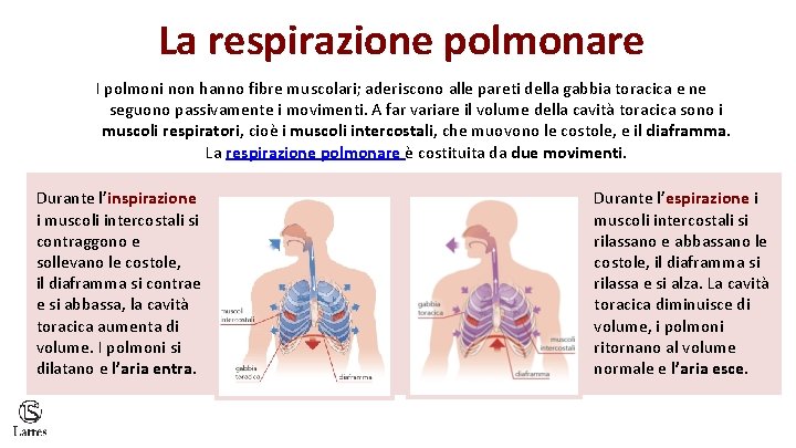 La respirazione polmonare I polmoni non hanno fibre muscolari; aderiscono alle pareti della gabbia