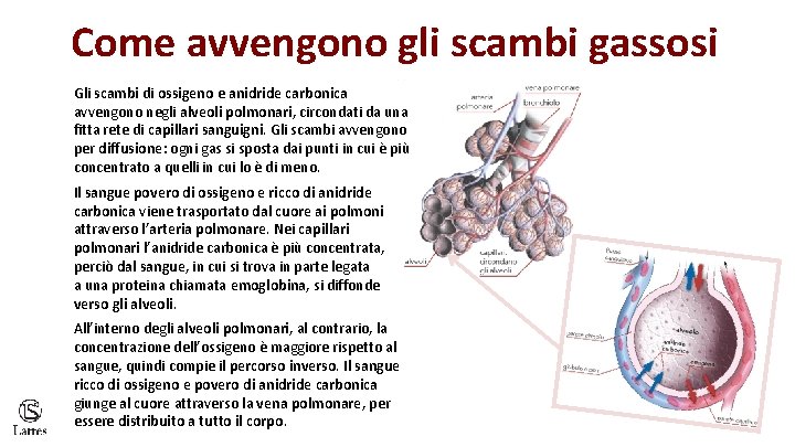 Come avvengono gli scambi gassosi Gli scambi di ossigeno e anidride carbonica avvengono negli