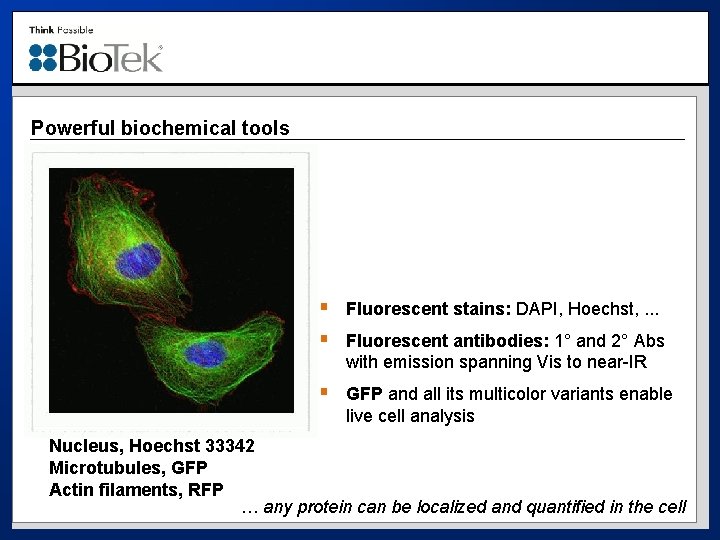 Powerful biochemical tools § Fluorescent stains: DAPI, Hoechst, . . . § Fluorescent antibodies: