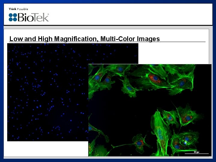 Low and High Magnification, Multi-Color Images 