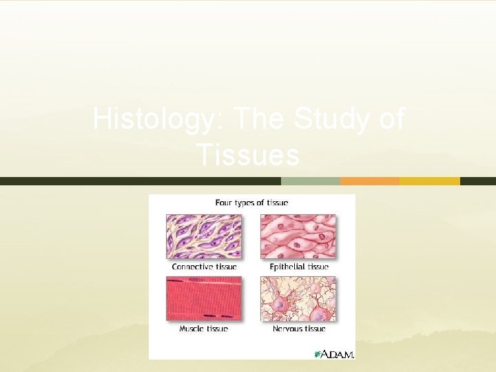Histology: The Study of Tissues 