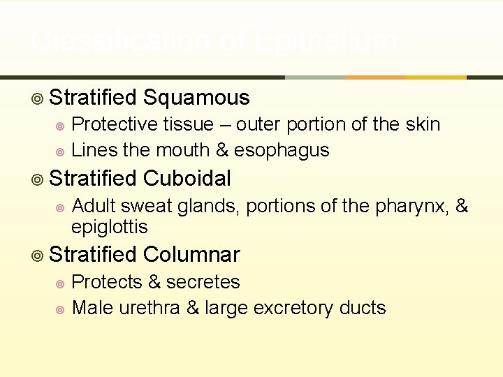 Classification of Epithelium ¥ Stratified Squamous Protective tissue – outer portion of the skin