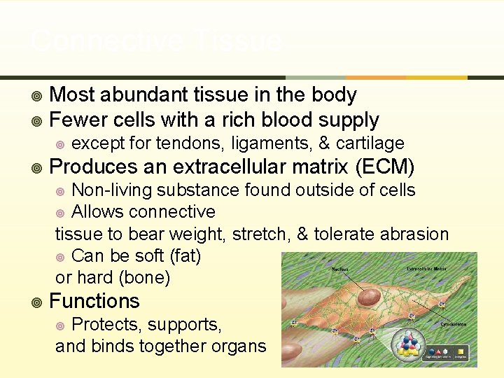 Connective Tissue Most abundant tissue in the body ¥ Fewer cells with a rich