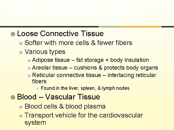 Types of Connective Tissue ¥ Loose Connective Tissue Softer with more cells & fewer
