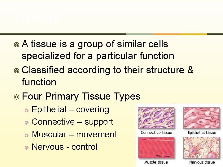 Tissues ¥A tissue is a group of similar cells specialized for a particular function