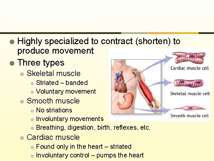 Muscle Tissue Highly specialized to contract (shorten) to produce movement ¥ Three types ¥