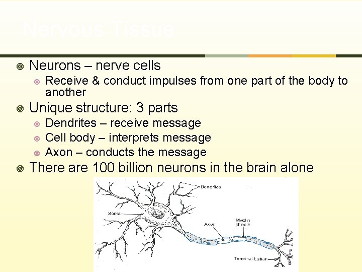 Nervous Tissue ¥ Neurons – nerve cells ¥ ¥ Unique structure: 3 parts ¥