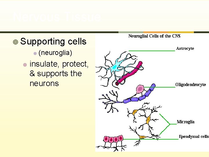 Nervous Tissue ¥ Supporting ¥ ¥ cells (neuroglia) insulate, protect, & supports the neurons