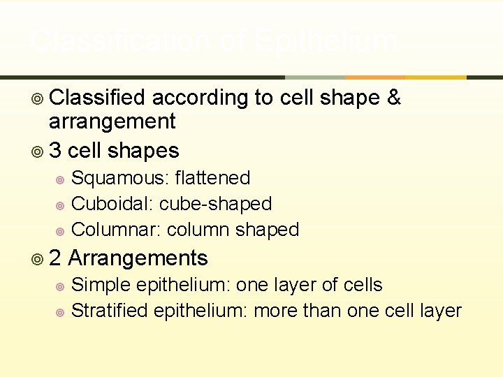 Classification of Epithelium ¥ Classified according to cell shape & arrangement ¥ 3 cell