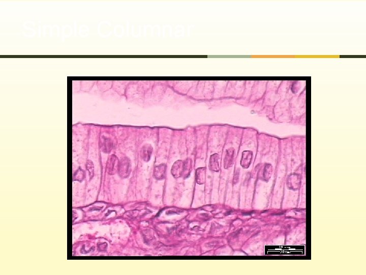 Simple Columnar 