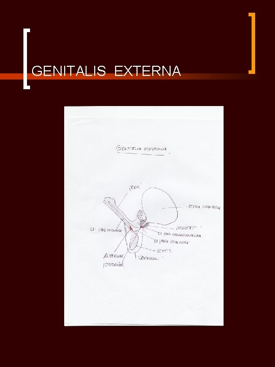 GENITALIS EXTERNA 