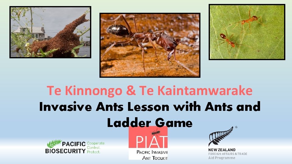 Te Kinnongo & Te Kaintamwarake Invasive Ants Lesson with Ants and Ladder Game 
