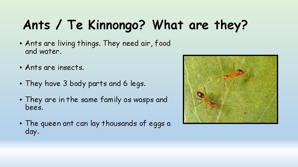 Ants / Te Kinnongo? What are they? • Ants are living things. They need