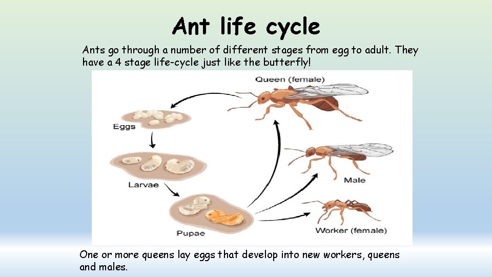 Ant life cycle Ants go through a number of different stages from egg to