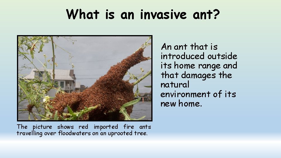 What is an invasive ant? An ant that is introduced outside its home range