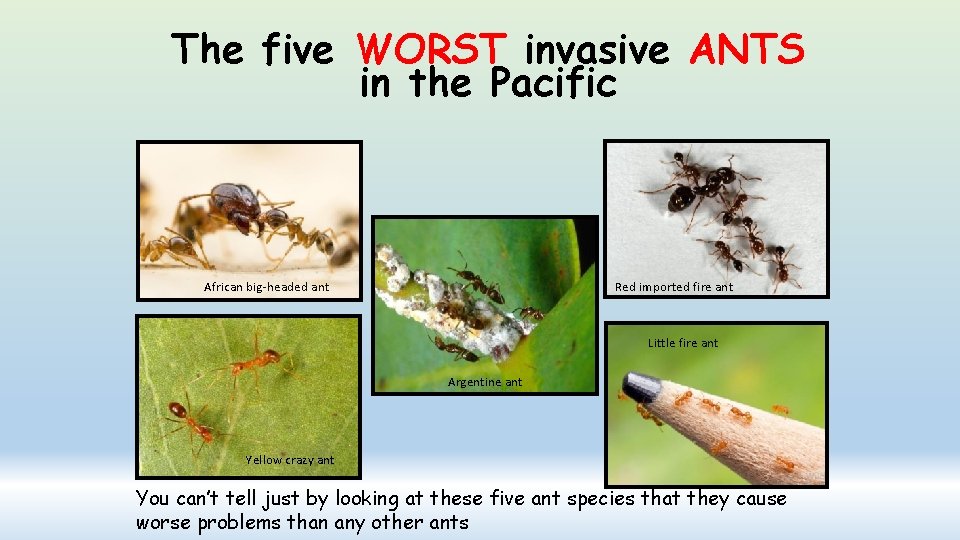 The five WORST invasive ANTS in the Pacific African big-headed ant Red imported fire