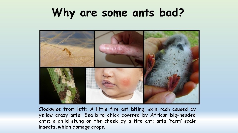 Why are some ants bad? Clockwise from left: A little fire ant biting; skin