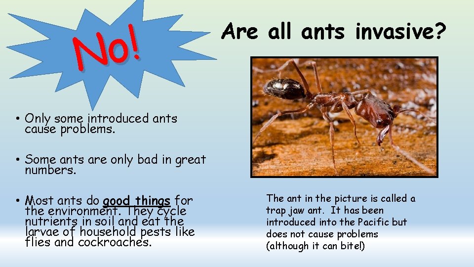 ! o N Are all ants invasive? • Only some introduced ants cause problems.