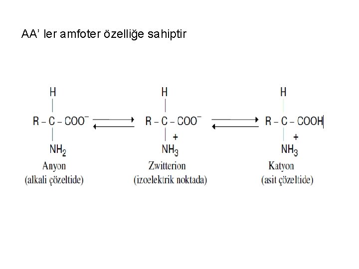 AA’ ler amfoter özelliğe sahiptir 