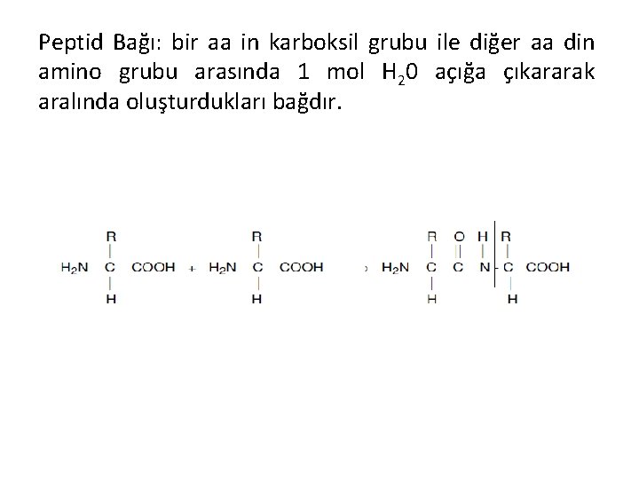 Peptid Bağı: bir aa in karboksil grubu ile diğer aa din amino grubu arasında