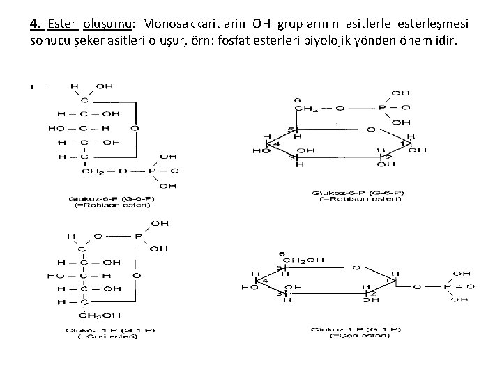 4. Ester oluşumu: Monosakkaritlarin OH gruplarının asitlerle esterleşmesi sonucu şeker asitleri oluşur, örn: fosfat