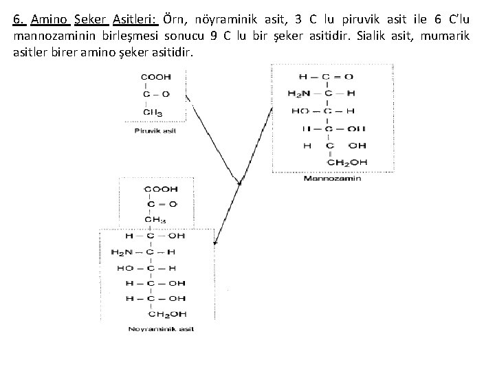 6. Amino Şeker Asitleri: Örn, nöyraminik asit, 3 C lu piruvik asit ile 6