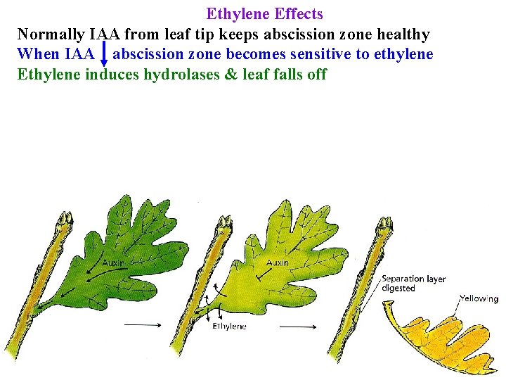 Ethylene Effects Normally IAA from leaf tip keeps abscission zone healthy When IAA abscission