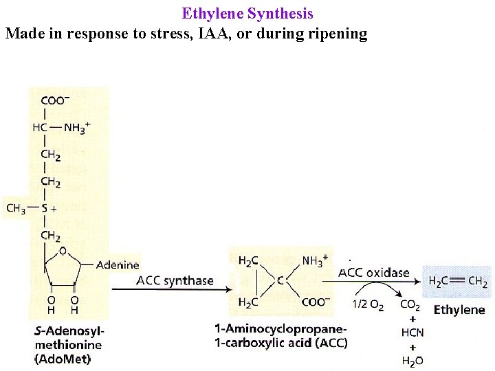 Ethylene Synthesis Made in response to stress, IAA, or during ripening 