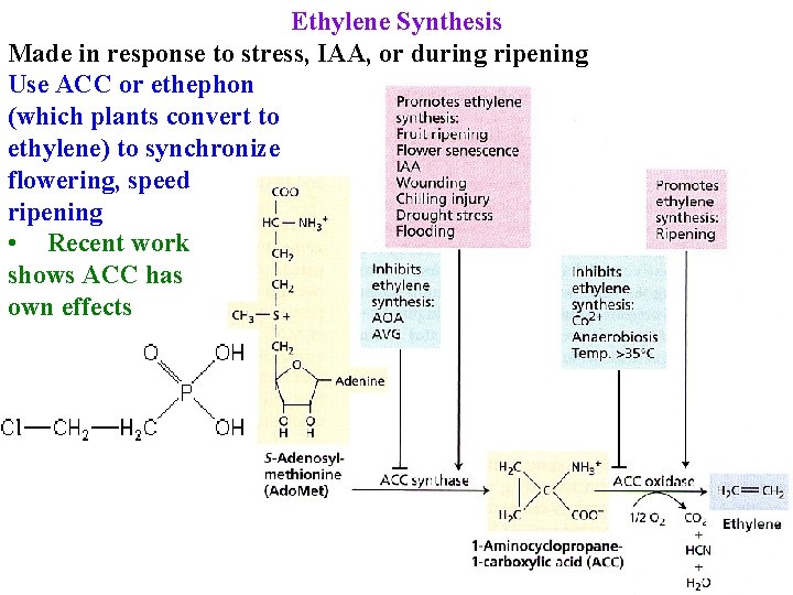 Ethylene Synthesis Made in response to stress, IAA, or during ripening Use ACC or