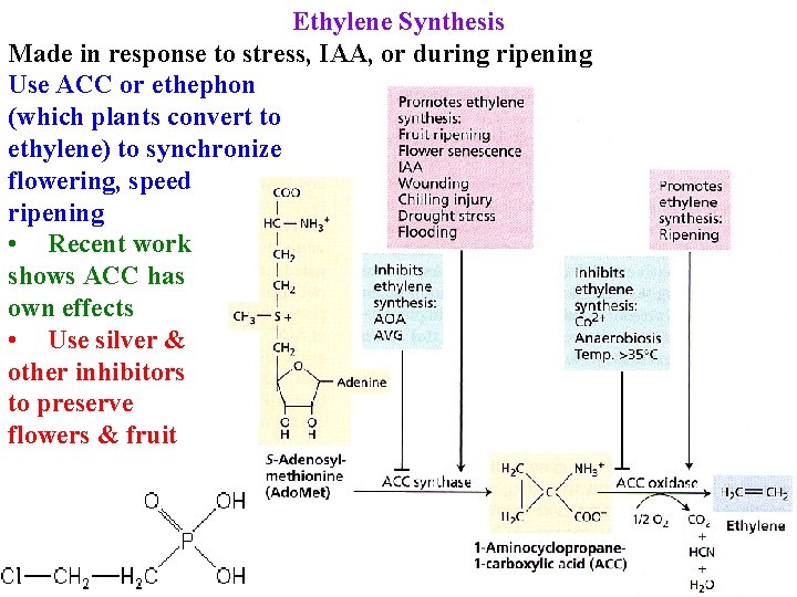 Ethylene Synthesis Made in response to stress, IAA, or during ripening Use ACC or