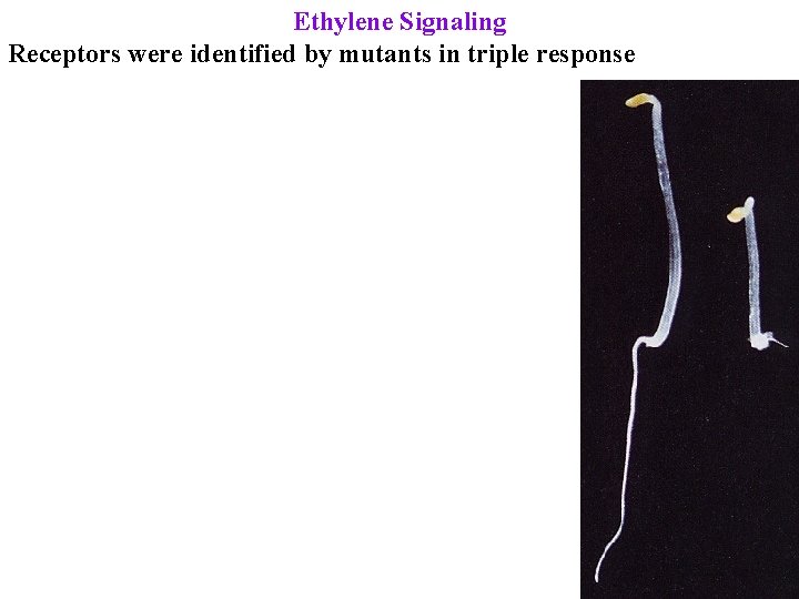 Ethylene Signaling Receptors were identified by mutants in triple response 