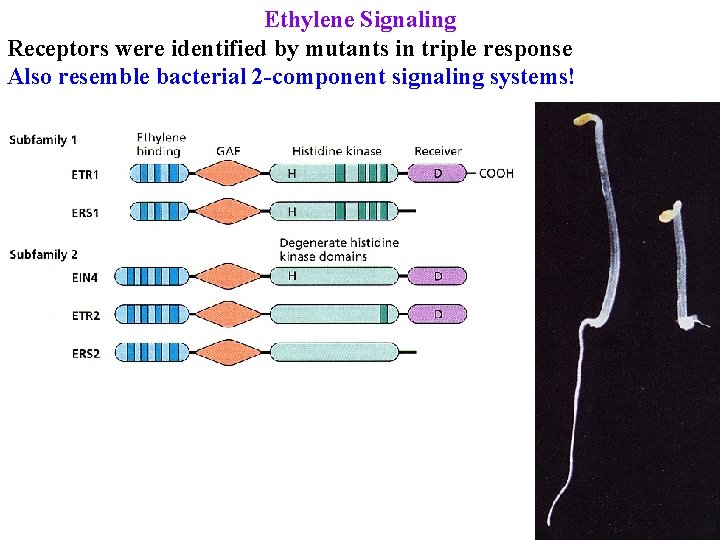 Ethylene Signaling Receptors were identified by mutants in triple response Also resemble bacterial 2