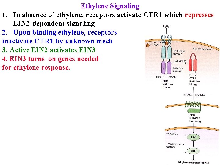 Ethylene Signaling 1. In absence of ethylene, receptors activate CTR 1 which represses EIN