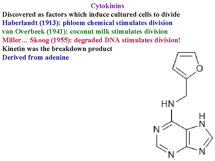 Cytokinins Discovered as factors which induce cultured cells to divide Haberlandt (1913): phloem chemical