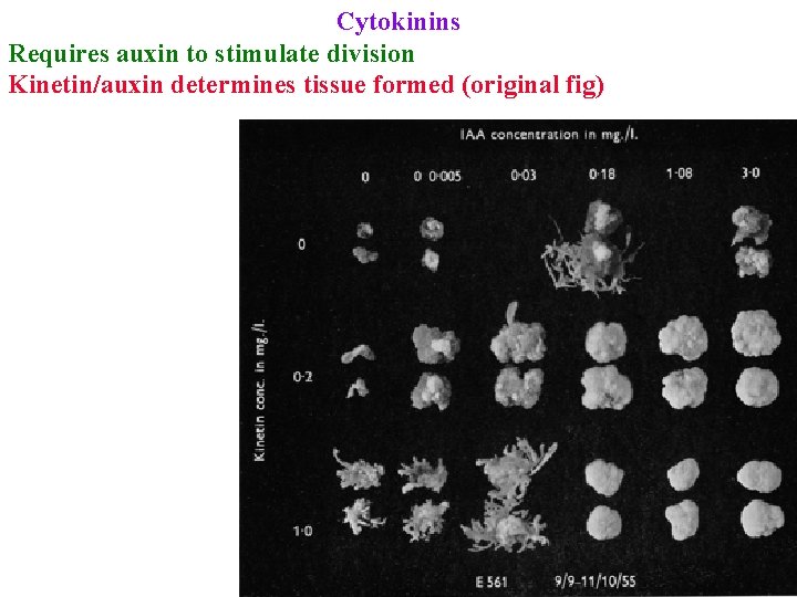 Cytokinins Requires auxin to stimulate division Kinetin/auxin determines tissue formed (original fig) 